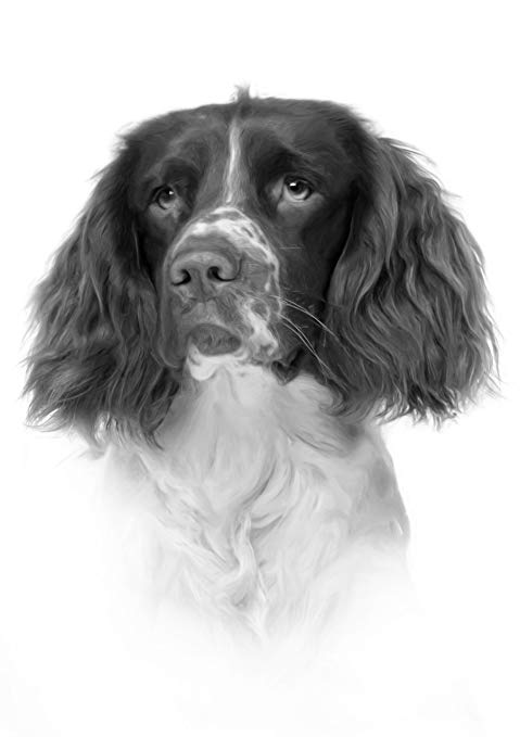 479x679 springer spaniel drawing print picture kitchen home - Spaniel Drawing