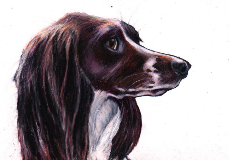 794x555 springer spanielcocker spaniel custom drawing commission a etsy - Spaniel Drawing