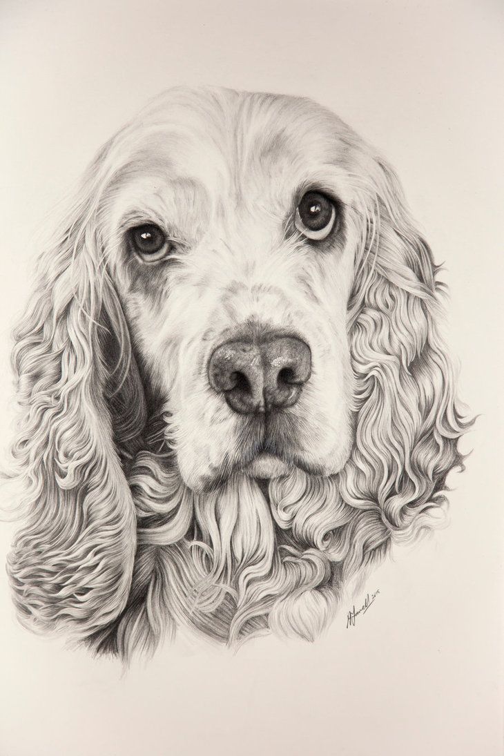 730x1095 cocker spaniel drawing - Spaniel Drawing