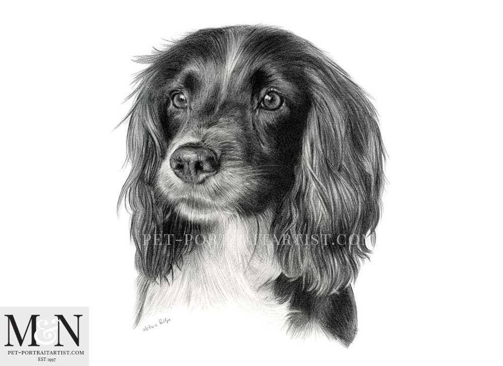 1000x728 spaniel pencil drawing - Spaniel Drawing