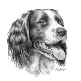 340x340 springer spaniel illustration - Spaniel Drawing