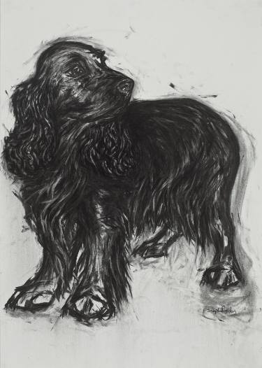 375x526 cocker spaniel drawing - Spaniel Drawing
