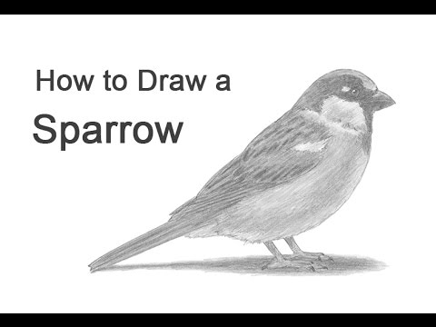 480x360 How To Draw A Bird - Sparrow Bird Drawing