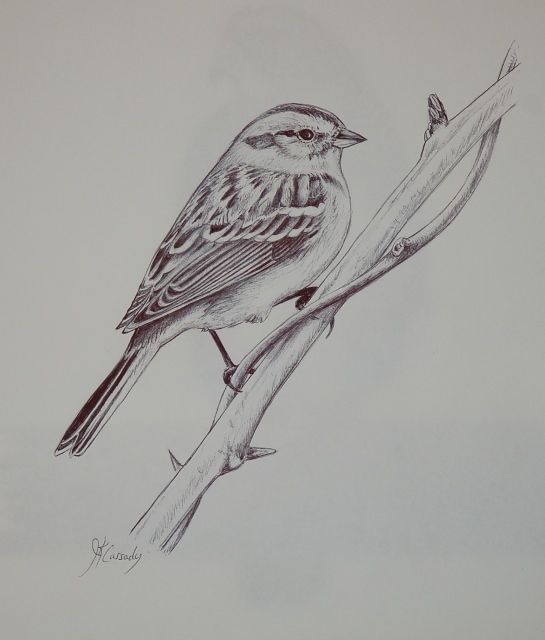 545x640 How To Draw A Bird Step - Sparrow Bird Drawing