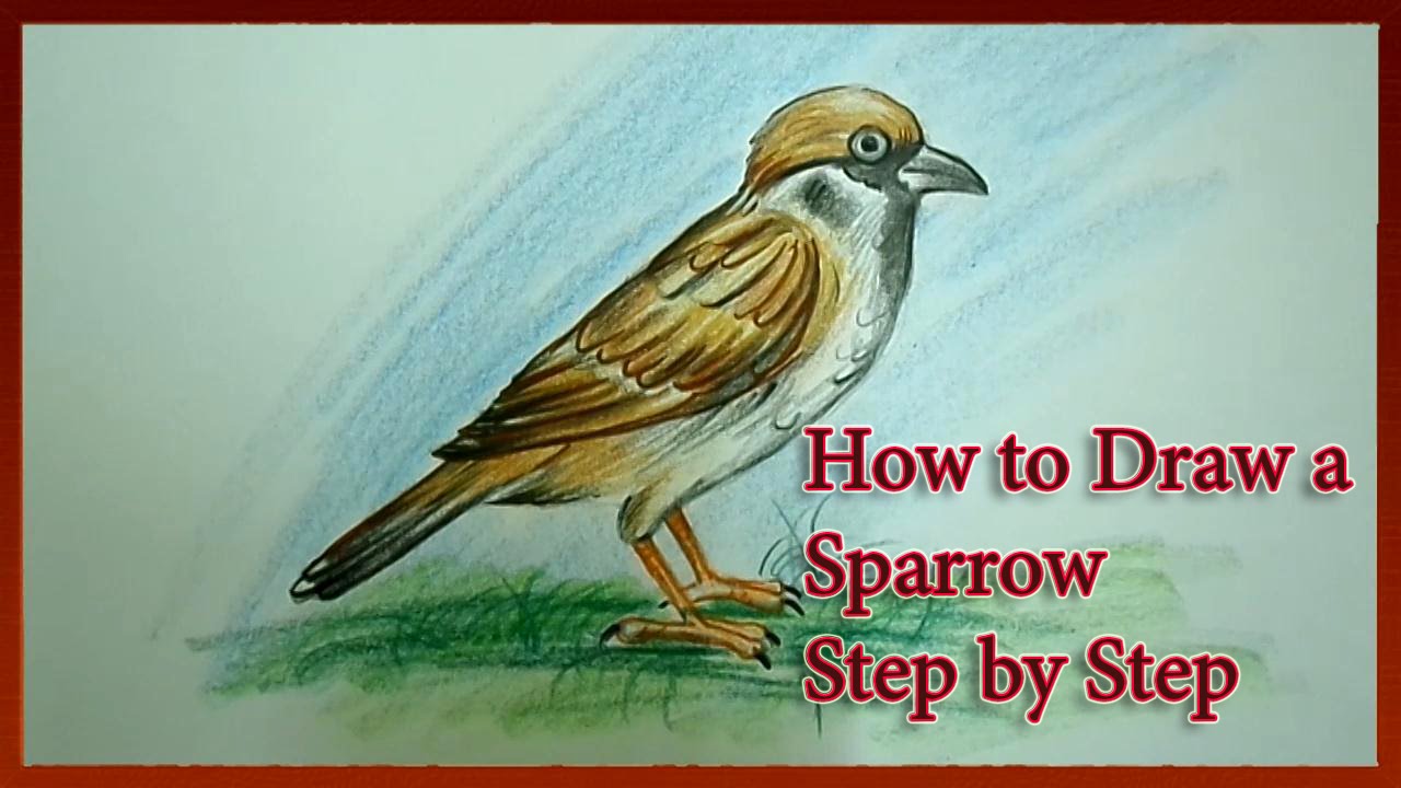 1280x720 how to draw a sparrow easy - Sparrow Bird Drawing