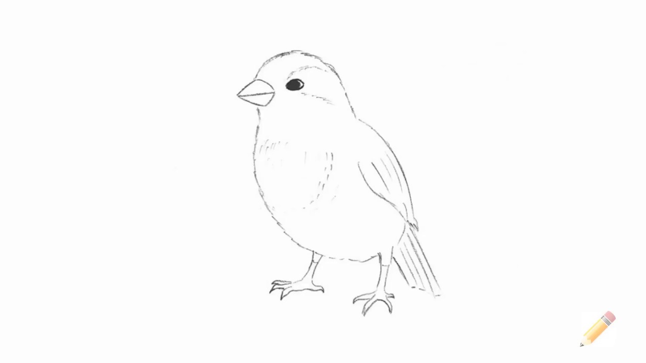 1280x720 how to draw a sparrow - Sparrow Bird Drawing