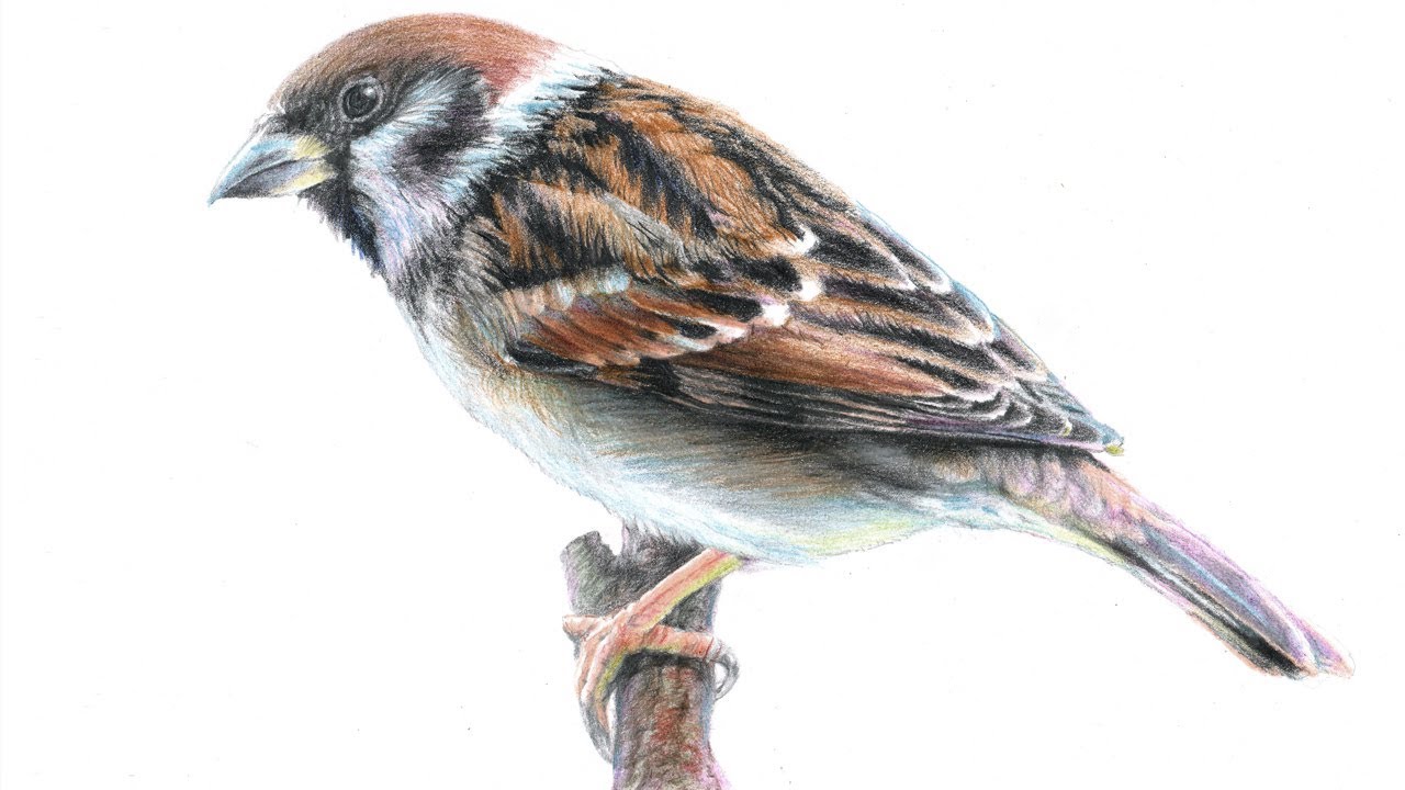 Sparrow Bird Drawing at Explore collection of