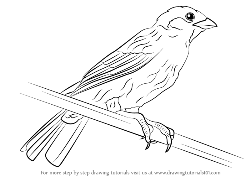800x565 learn how to draw a eurasian tree sparrow - Sparrow Bird Drawing