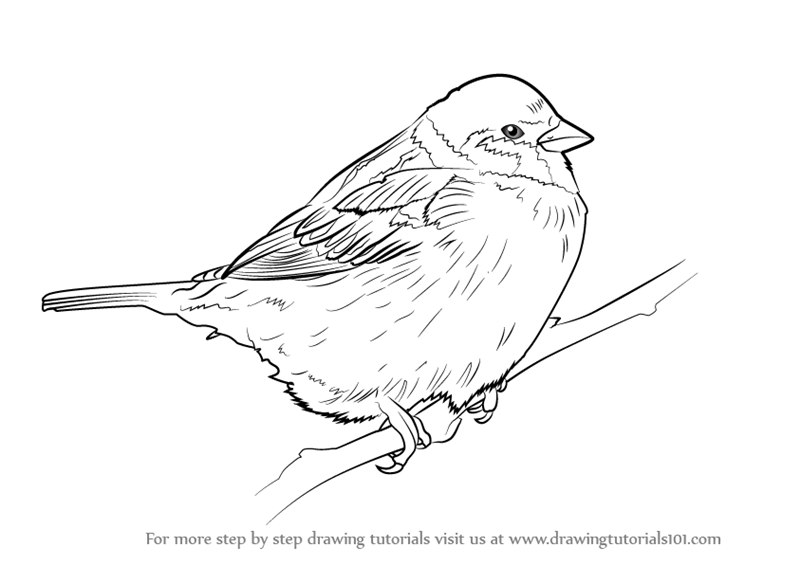 800x565 learn how to draw a tree sparrow - Sparrow Bird Drawing