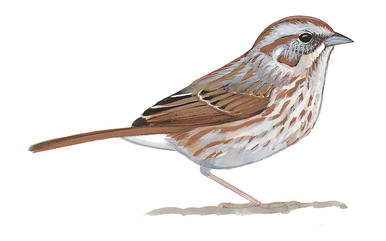 386x241 song sparrow audubon field guide - Sparrow Bird Drawing