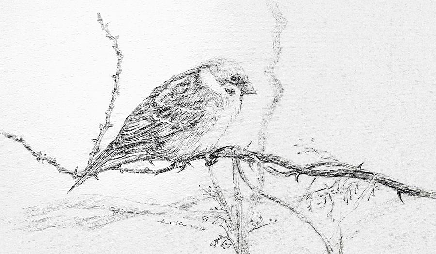 900x525 sparrow drawing - Sparrow Bird Drawing