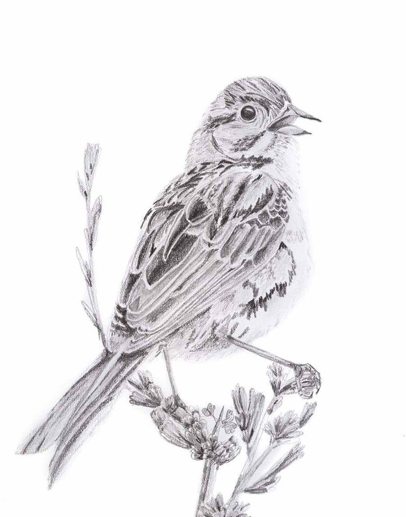 794x1010 black and white bird bird drawing sparrow drawing bird etsy - Sparrow Bird Drawing