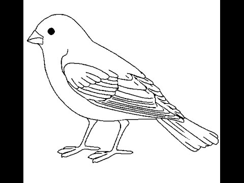 480x360 how to make sparrow - Sparrow Bird Drawing