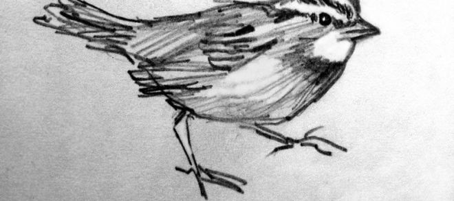660x293 Pencil Drawing Pictures Of Birds Coloring - Sparrow Bird Drawing