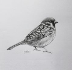 236x229 chipping sparrow - Sparrow Bird Drawing