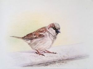 300x221 drawing wax pencil on paper painting bird drawing art sparrow - Sparrow Bird Drawing