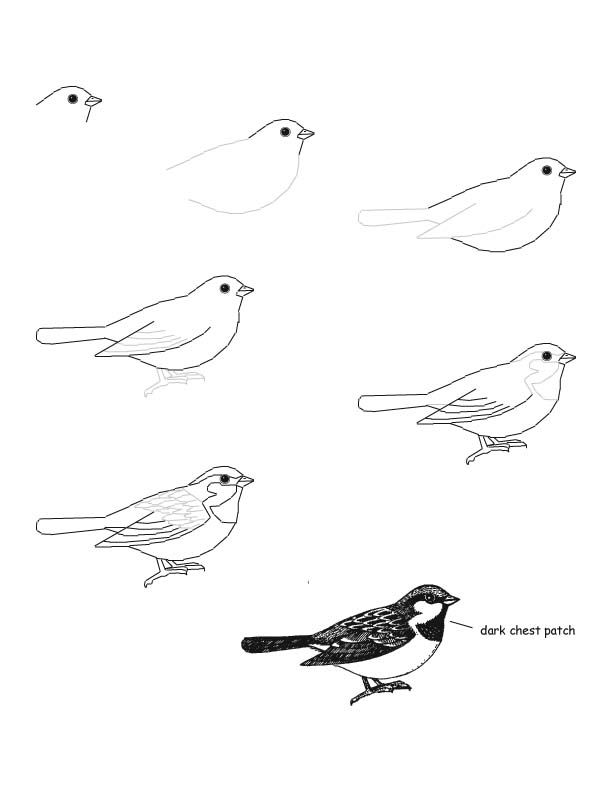 612x792 Great Tips On How To Draw A Bird! - Sparrow Bird Drawing