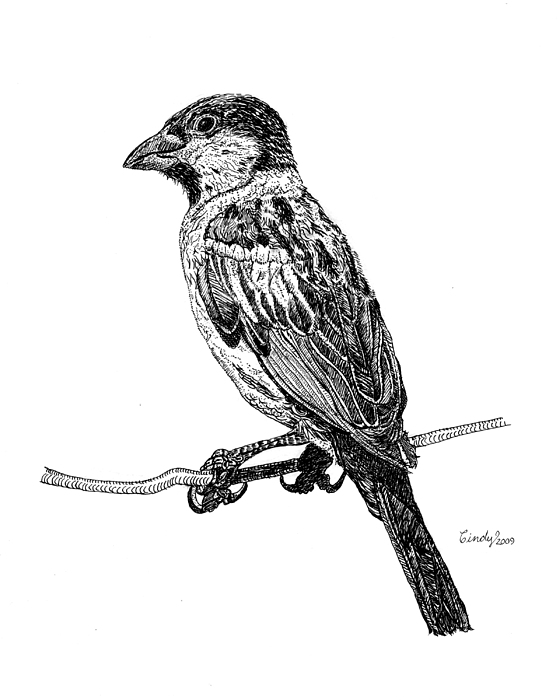 560x700 house sparrow drawing - Sparrow Bird Drawing