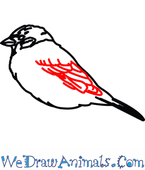300x350 How To Draw A Tree Sparrow - Sparrow Drawing