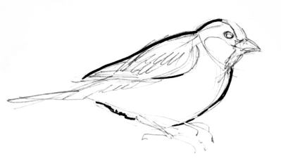 399x229 How To Draw A Sparrow Step - Sparrow Drawing