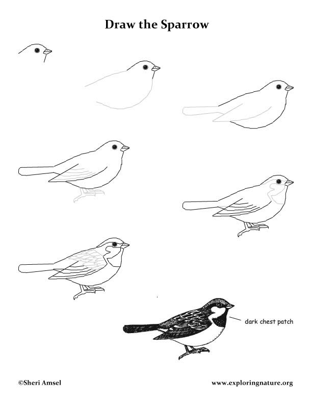 612x792 Sparrow - Sparrow Drawing