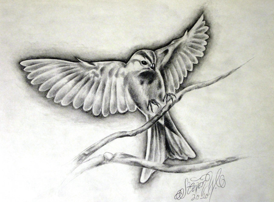 900x665 Sparrow Drawing Sketch Drawing Skill - Sparrow Drawing