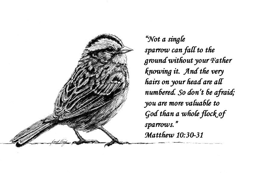 846x576 Sparrow Drawing With Scripture Etsy - Sparrow Drawing