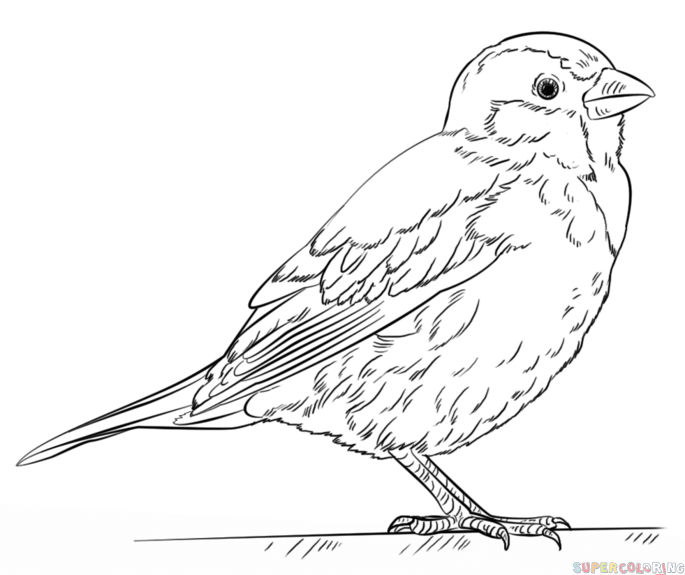 685x575 Sparrow Drawing Bible For Free Download - Sparrow Drawing