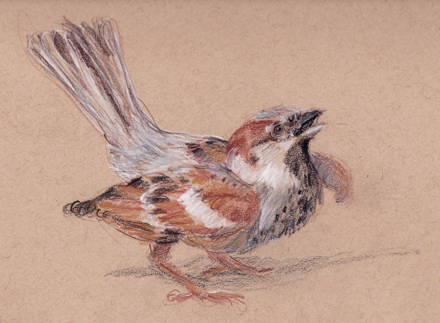 1425x1044 Sparrows Method Two Madness - Sparrow Drawing