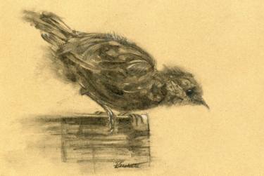 375x251 Bird Art Contemporary - Sparrow Drawing