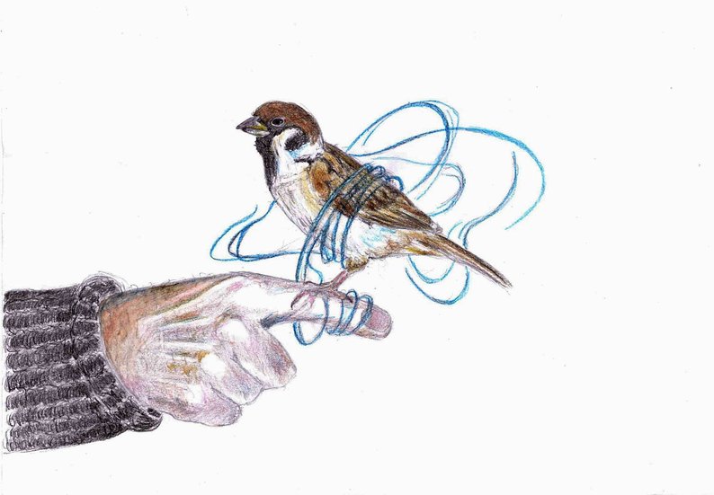 794x551 Bird Art Print Nature Sparrow Drawing Print Colorfull Etsy - Sparrow Drawing