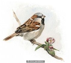 236x210 Chipping Sparrow - Sparrow Drawing