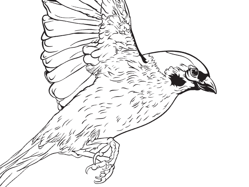 800x600 Sparrow Tattoo Design - Sparrow Drawing Tattoo