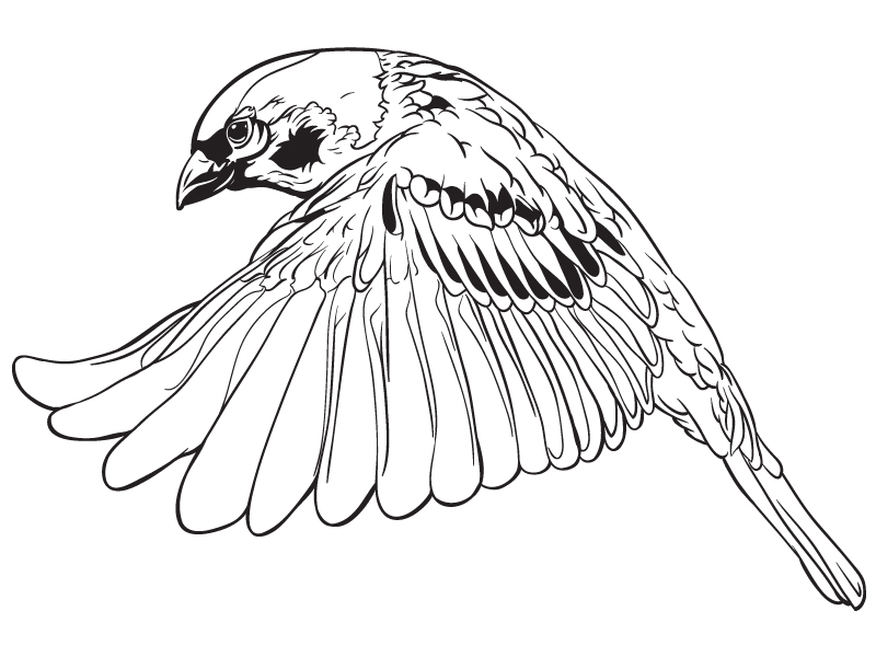 800x600 Sparrow Tattoo Design - Sparrow Drawing Tattoo