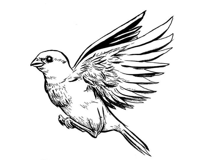 700x541 Sparrow Tattoos Designs, Ideas And Meaning Tattoos For You - Sparrow Drawing Tattoo