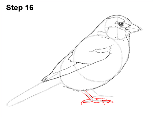 500x386 How To Draw A Sparrow Tattoo Step - Sparrow Drawing Tattoo