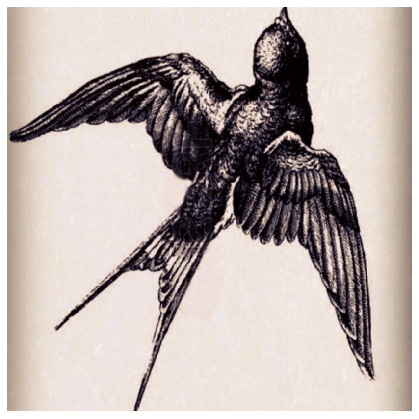 854x854 black sparrow tattoo - Sparrow Drawing Tattoo