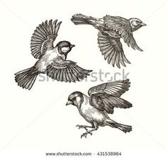 236x223 Flying Bird Drawing Free Download Clip Art Free Clip Art - Sparrow Flying Drawing