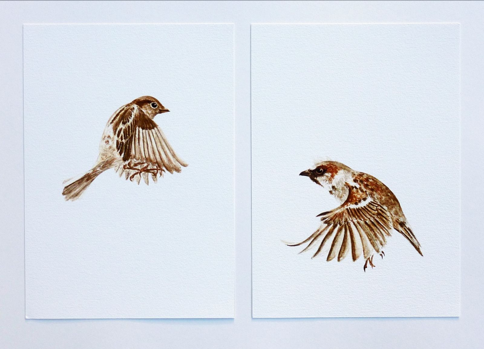 1600x1156 flying sparrow drawing flying girl sparrow - Sparrow Flying Drawing