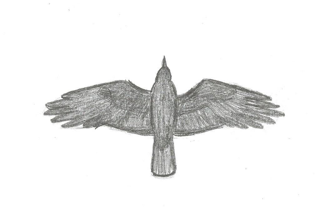 1034x677 Greg In San Diego How To Identify Birds In Flight - Sparrow Flying Drawing