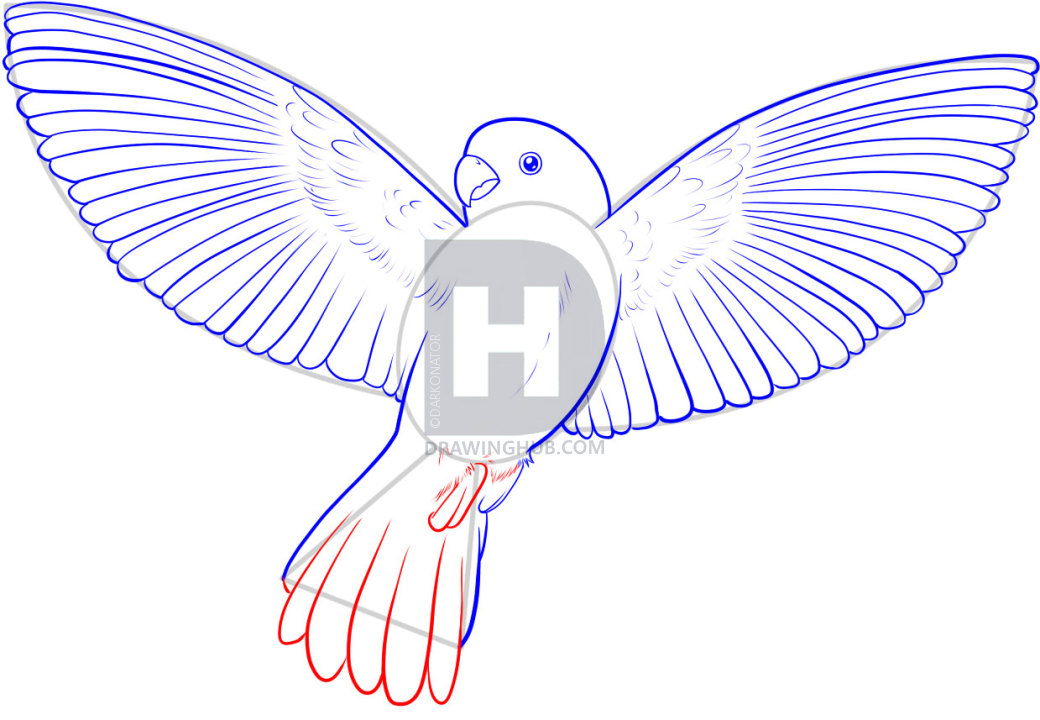 1040x720 how to draw a flying bird, how to draw a bird, step - Sparrow Flying Drawing