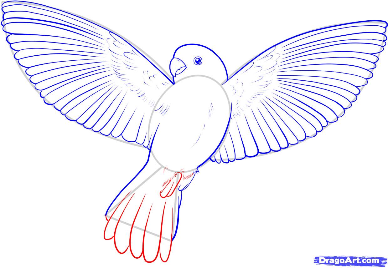 1239x857 how to draw a flying bird, how to draw a bird, step - Sparrow Flying Drawing