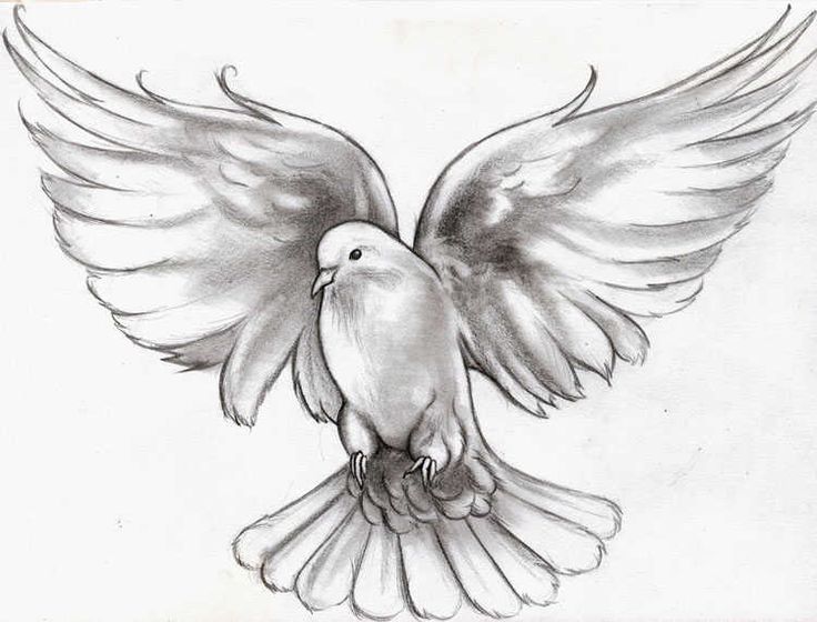 736x560 Sparrow Flying Drawing - Sparrow Flying Drawing