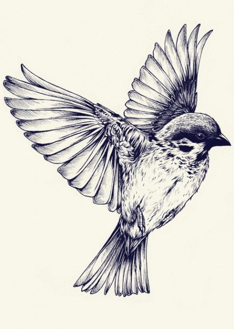 475x668 Ink And Pen Bird Teagan White Tattoos Sparrow Tattoo, Tattoos - Sparrow Flying Drawing