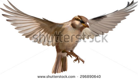 450x263 Collection Of 'flying Sparrow Drawing' Download More Than - Sparrow Flying Drawing
