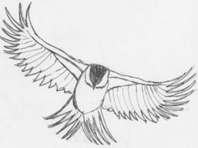 640x480 Drawn Sparrow Flying - Sparrow Flying Drawing