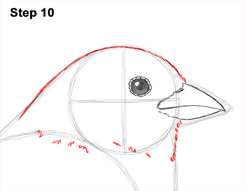500x386 How To Draw A Sparrow - Sparrow Line Drawing