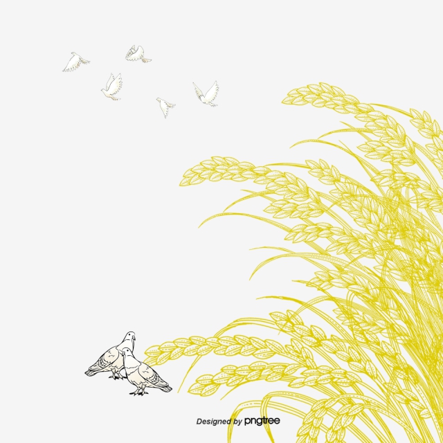 640x640 rice and sparrows line drawing vector material, rice, plant, crop - Sparrow Line Drawing