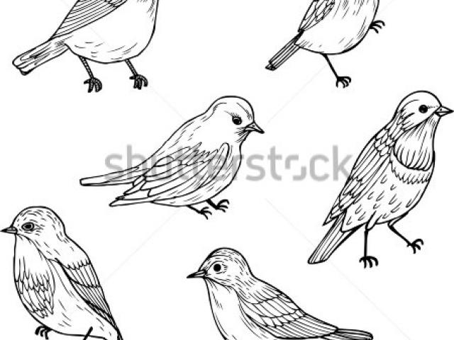 640x480 Sparrow Clipart Line Drawing - Sparrow Line Drawing