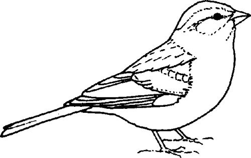 500x315 Chipping Sparrow Newer Older Printables Sparrow Drawing - Sparrow Line Drawing